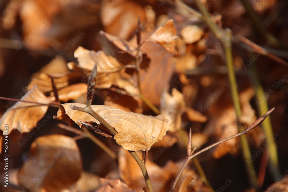 Sunlight on the brown leaves of the birch hedge in the park during the end of winter in Nieuwerkerk aan den IJssel in the Netherlands Sunlight on the brown leaves of the birch hedge in the park during the end of winter in Nieuwerkerk aan den IJssel in the Netherlands