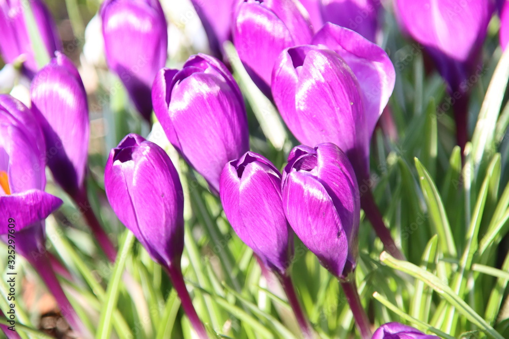 Purple crocuses in the park during the end of the winter in Nieuwerkerk aan den IJssel in the Netherlands Purple crocuses in the park during the end of the winter in Nieuwerkerk aan den IJssel in the Netherlands