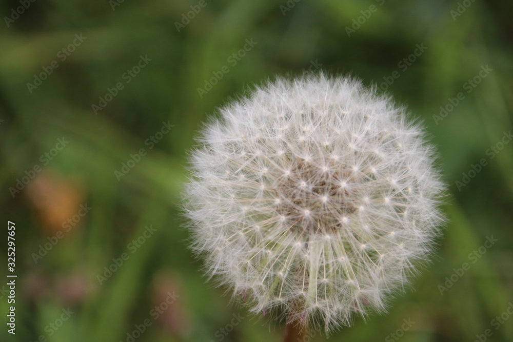 faded dandelion with white seeds waiting for the wind to blow out the seed
