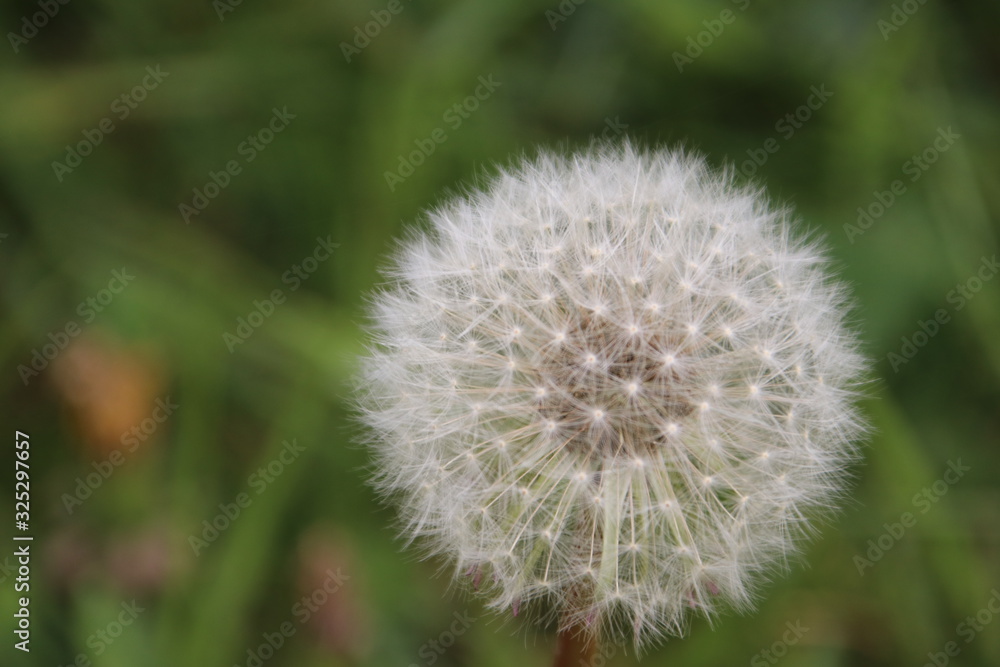 faded dandelion with white seeds waiting for the wind to blow out the seed faded dandelion with white seeds waiting for the wind to blow out the seed
