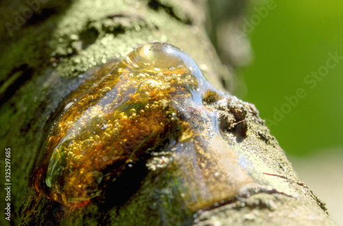 Solid amber resin drop on a cherry tree branch  with a green background