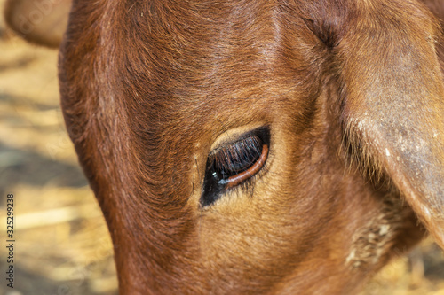 closeup of a sad mother cow at a slaughter house and it s expressions are so sad  