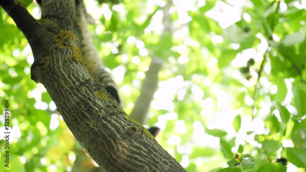 4k video of grey domestic cat walking and climbing on high tree branch at garden 4k video of grey domestic cat walking and climbing on high tree branch at garden