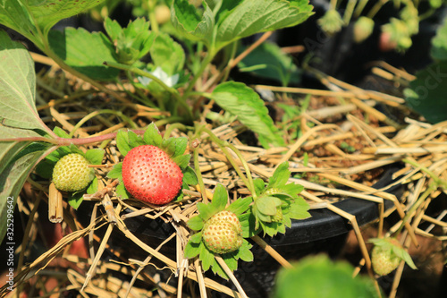 Colorful  organic strawberries in the garden
