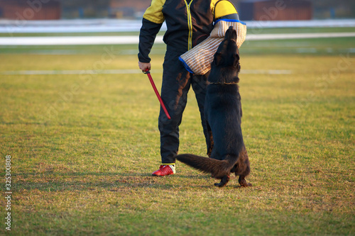 Training a guard dog