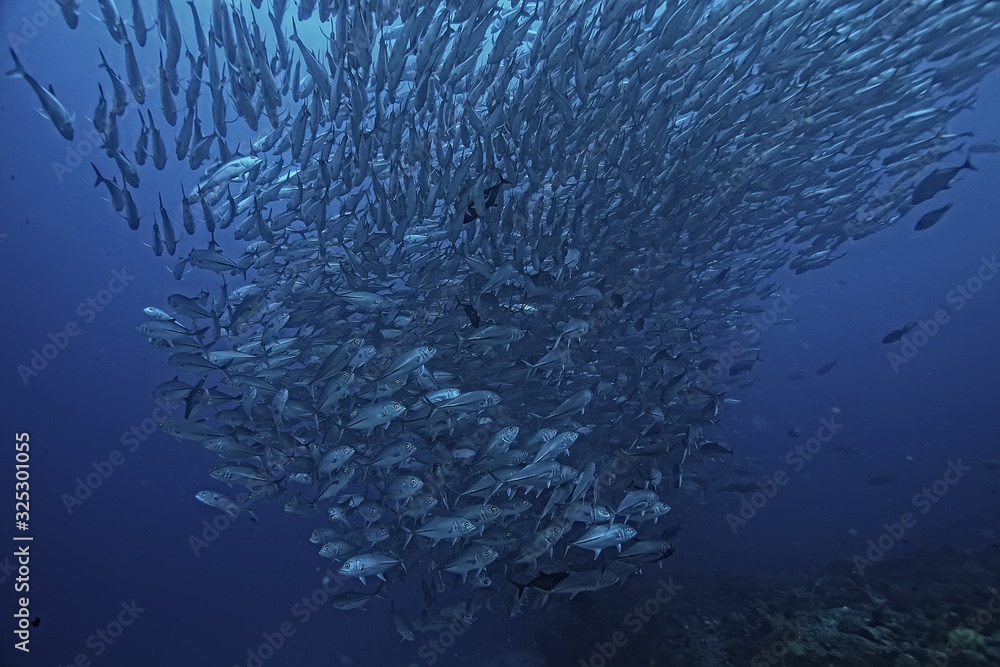 Fototapeta premium many Caranx underwater / large fish flock, underwater world, ocean ecological system