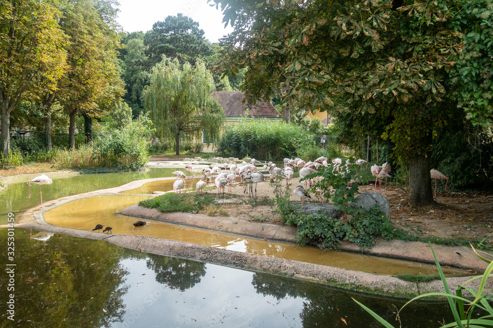 Fototapeta premium Beautiful flamingos enjoying themselves in their natural environment, sunny day