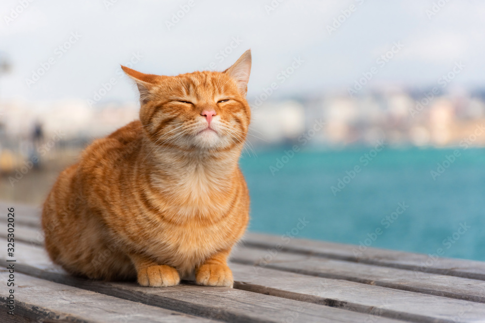 White red cat lying on the roof, background of the sea