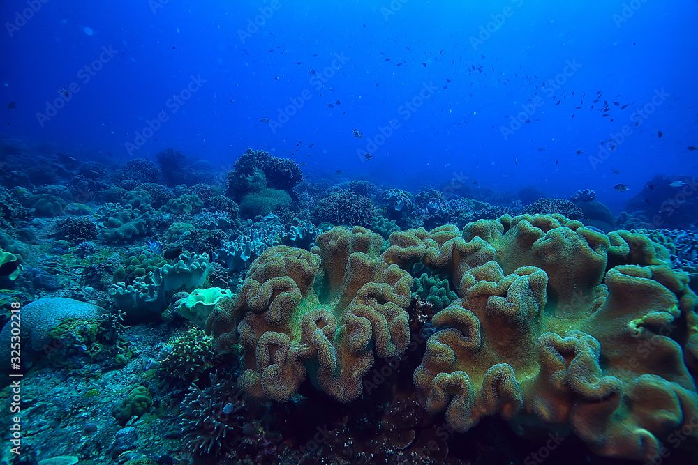 Naklejka premium underwater sponge marine life / coral reef underwater scene abstract ocean landscape with sponge