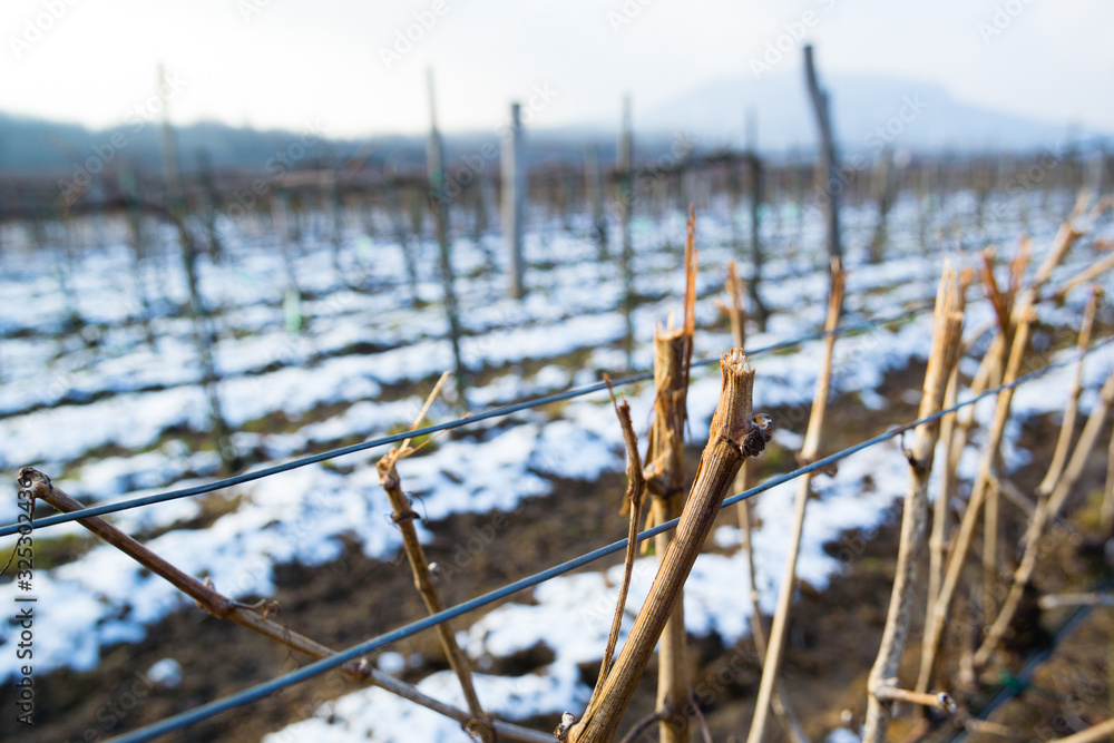 vine plant branch late winter cut trim maintenance vinery vine plant branch late winter cut trim maintenance vinery