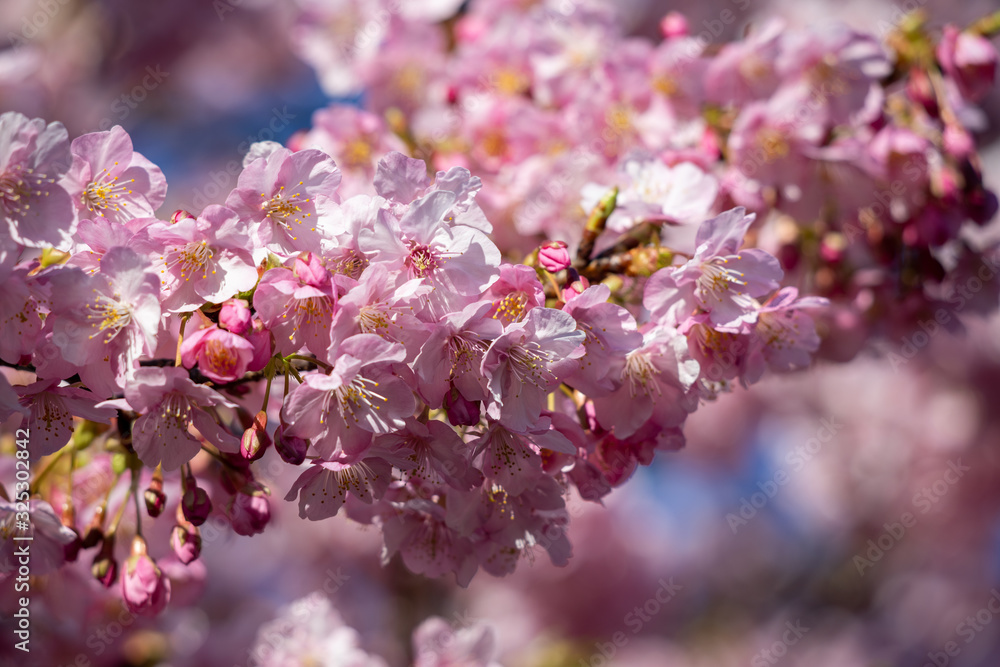 春の訪れ 桜の花 春の訪れ 桜の花