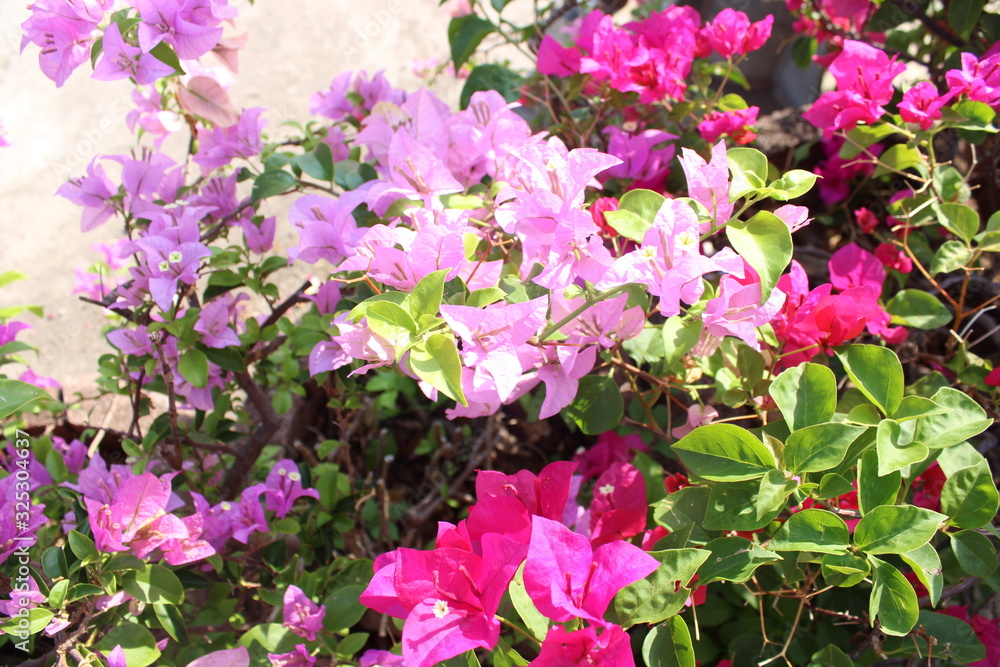 pink flowers in the garden