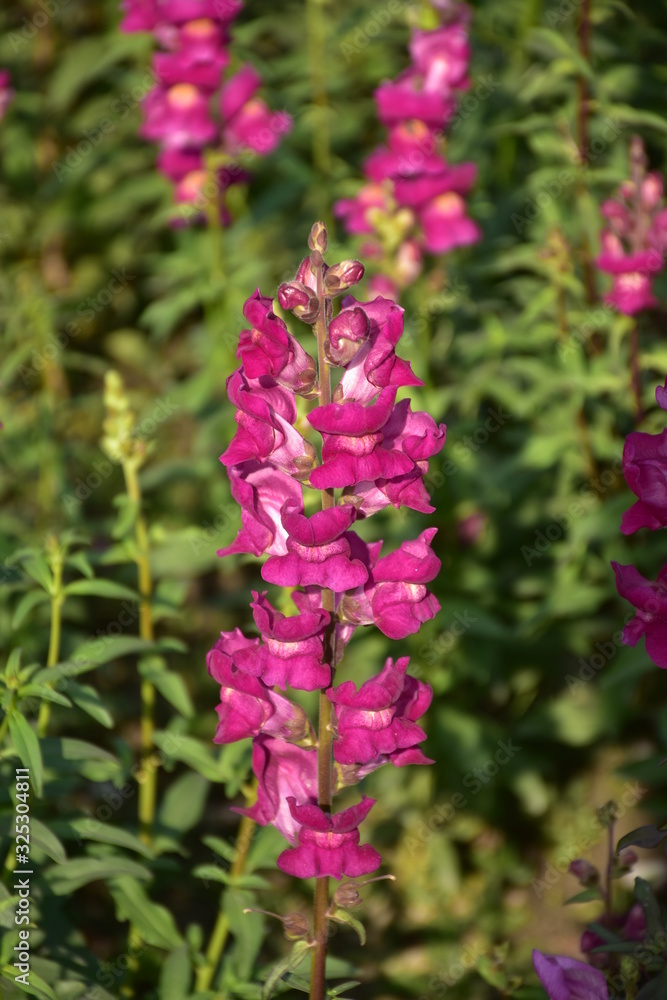 Obraz premium flowers in garden
