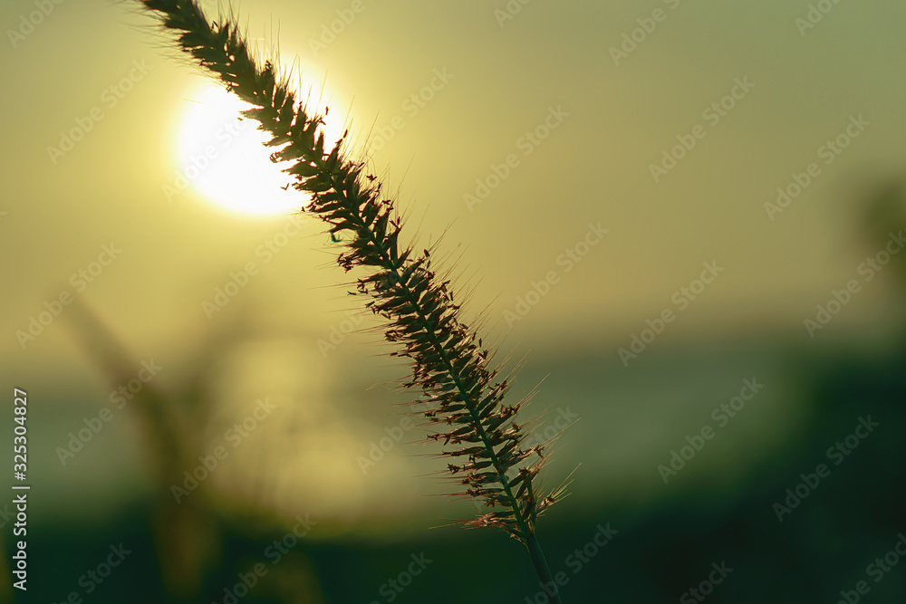 grass under sunset
