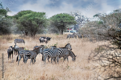 The safari tour in Tanzania  Africa.