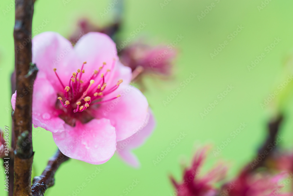 Fototapeta premium Pink peach flower with raindrops close up on green natural background
