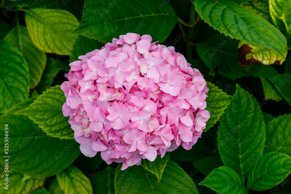 Pink hydrangea or hortensia in a garden Pink hydrangea or hortensia in a garden