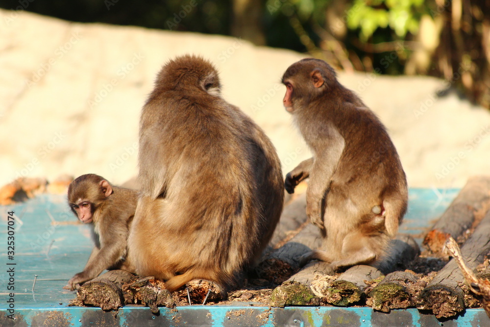 Naklejka premium ニホンザル