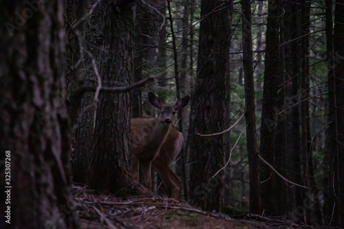 young deer in the forest