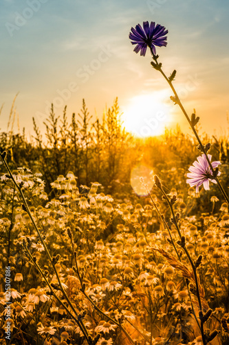Blume im Gegenlicht