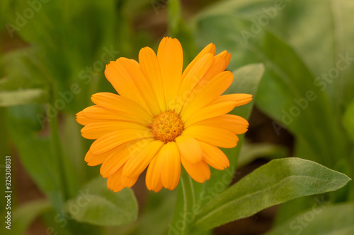 Pot marigold or  Calendula flower  close-up