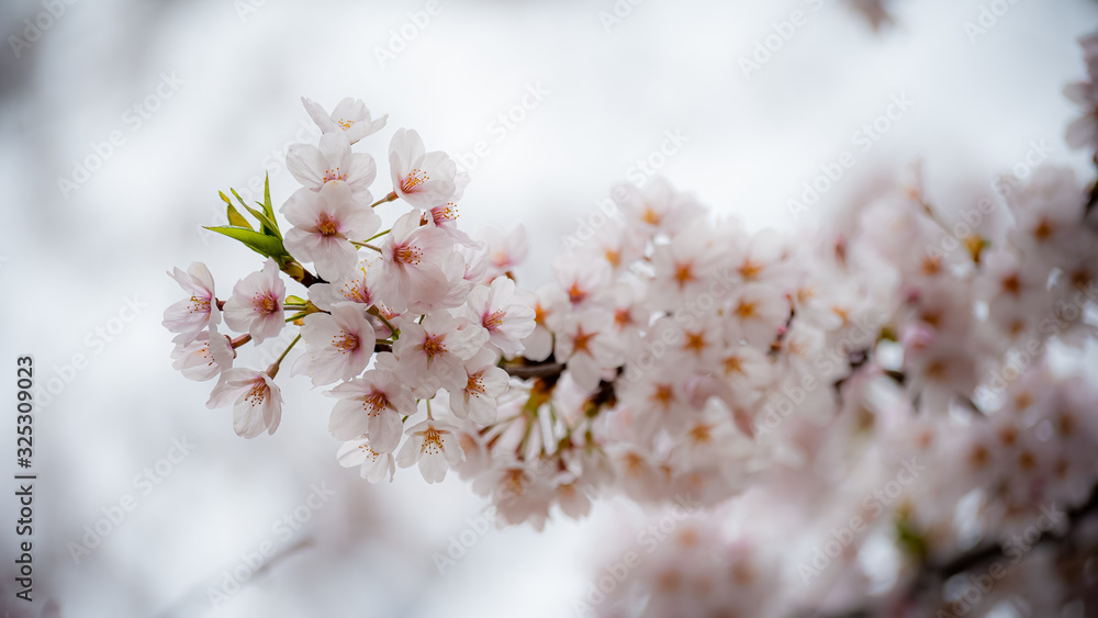 cherry blossom