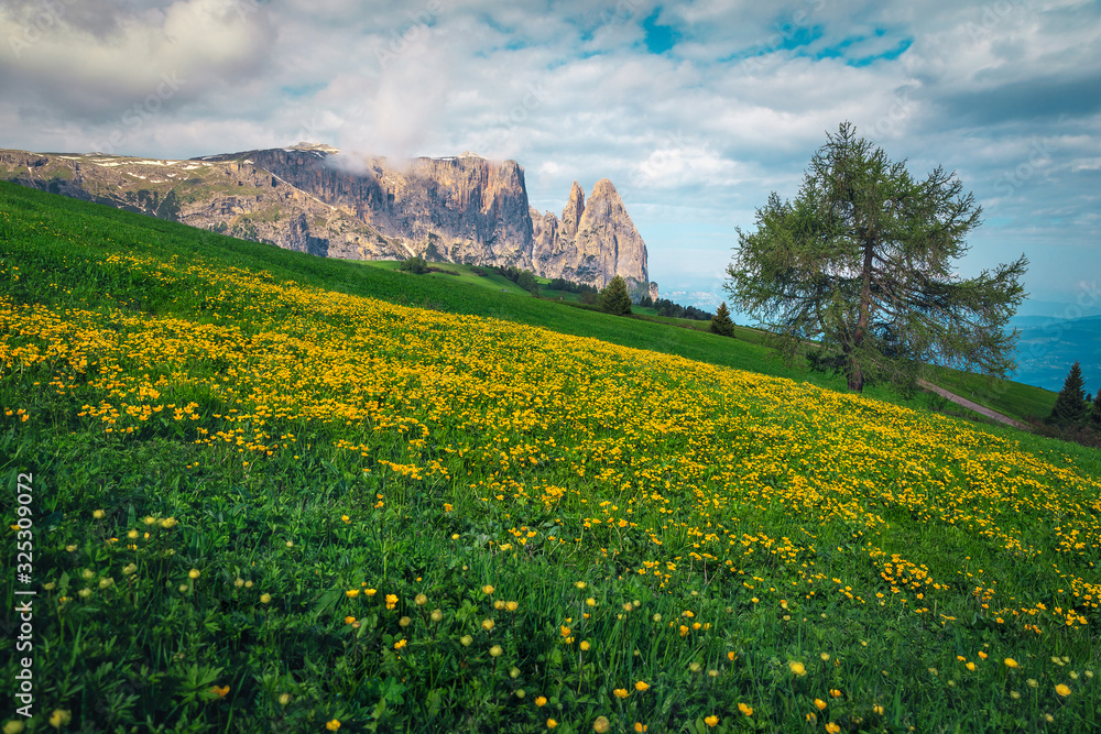 Yellow dandelions on the green fields, Dolomites, Italy, Europe