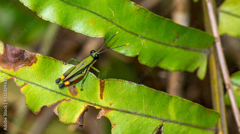 Borneo green grasshopper on the fern tree