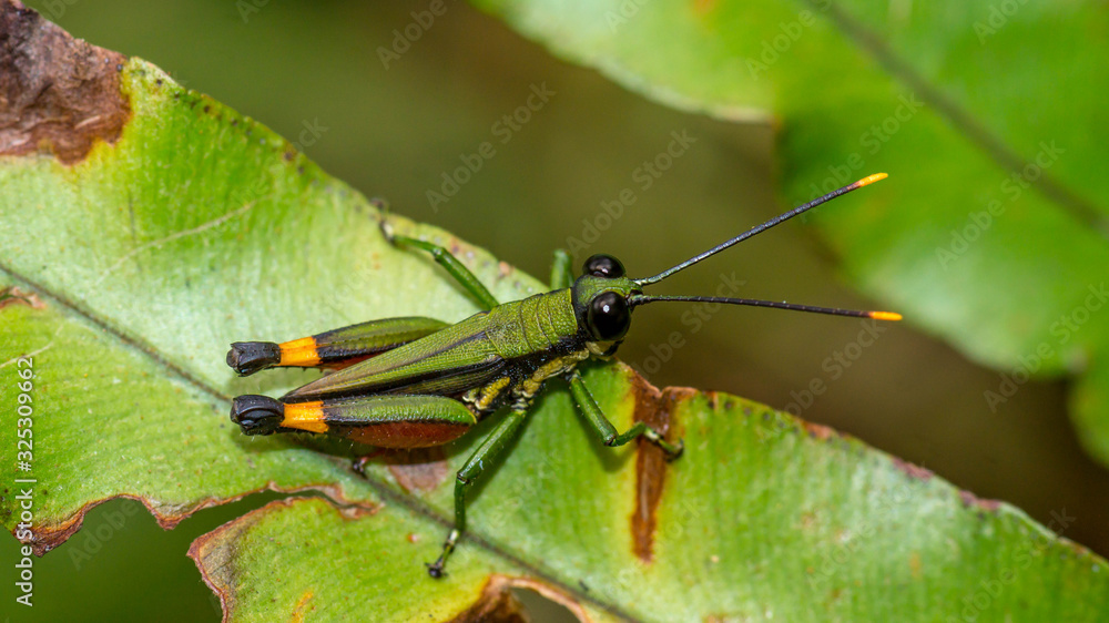 Borneo green grasshopper on the fern tree