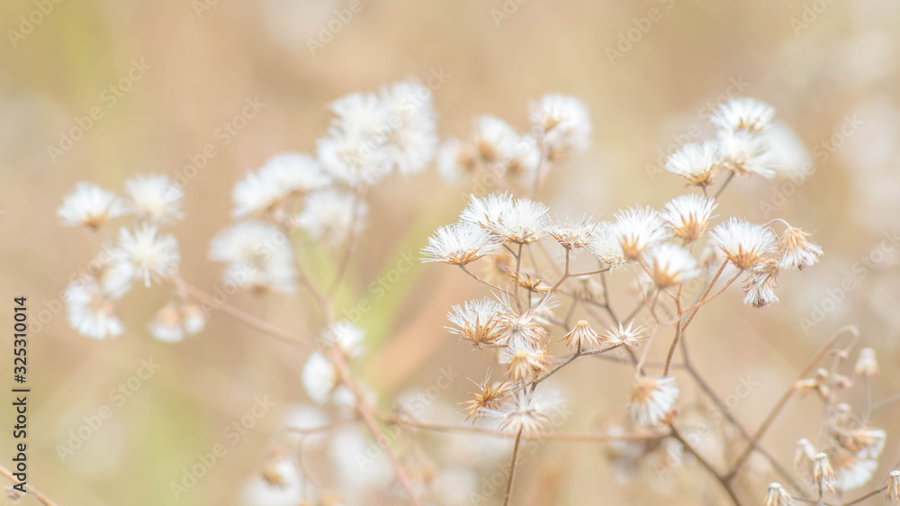 white wild flower in the dry meadow with light brown background. natural background