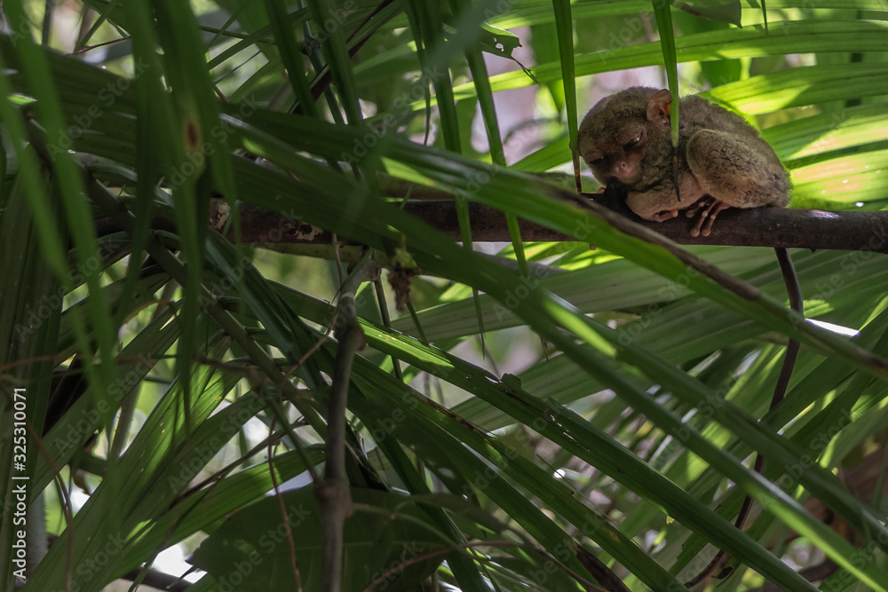 Naklejka premium Tarsier on tree Sanctuary Corella Bohol Philippines