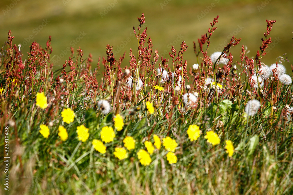 Zdjęcie Stock: Nahaufnahme einer bunten Blumenwiese im Norden von