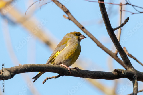 European greenfinch chloris chloris male sitting on branch of tree in winter. Cute bright common park songbird in wildlife.