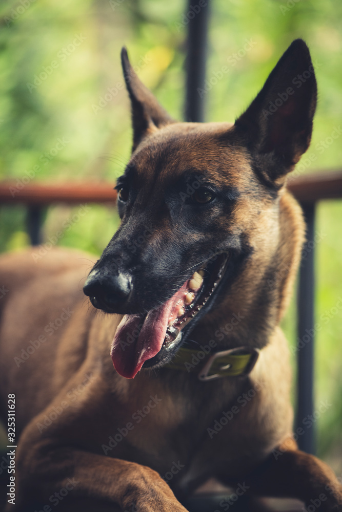 relaxing malinois relaxing malinois