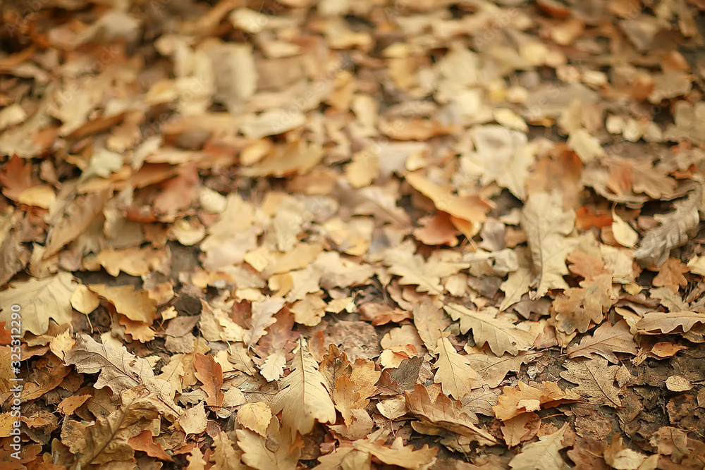 fallen yellow leaves background / abstract seasonal plain yellow leaves background in the park fallen yellow leaves background / abstract seasonal plain yellow leaves background in the park