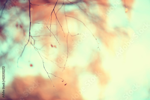 yellow leaves bokeh seasonal background / beautiful autumn leaves yellow branches abstract background, leaf fall concept © kichigin19
