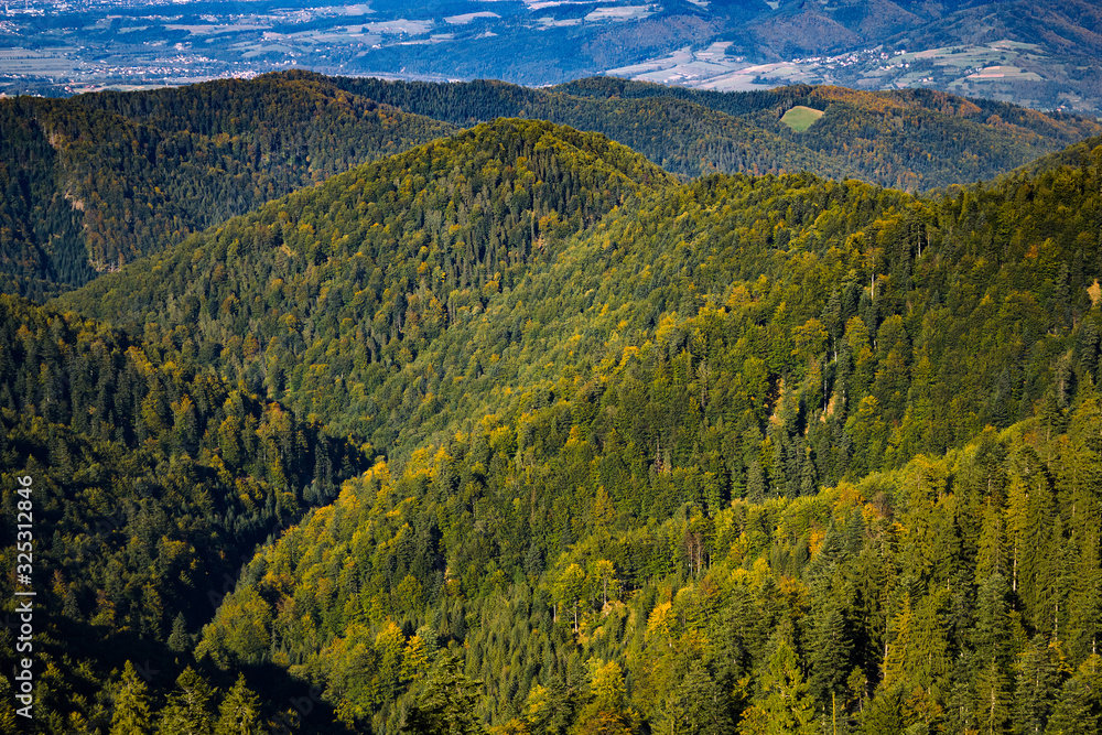 Autumn Forest in Beskids mountains