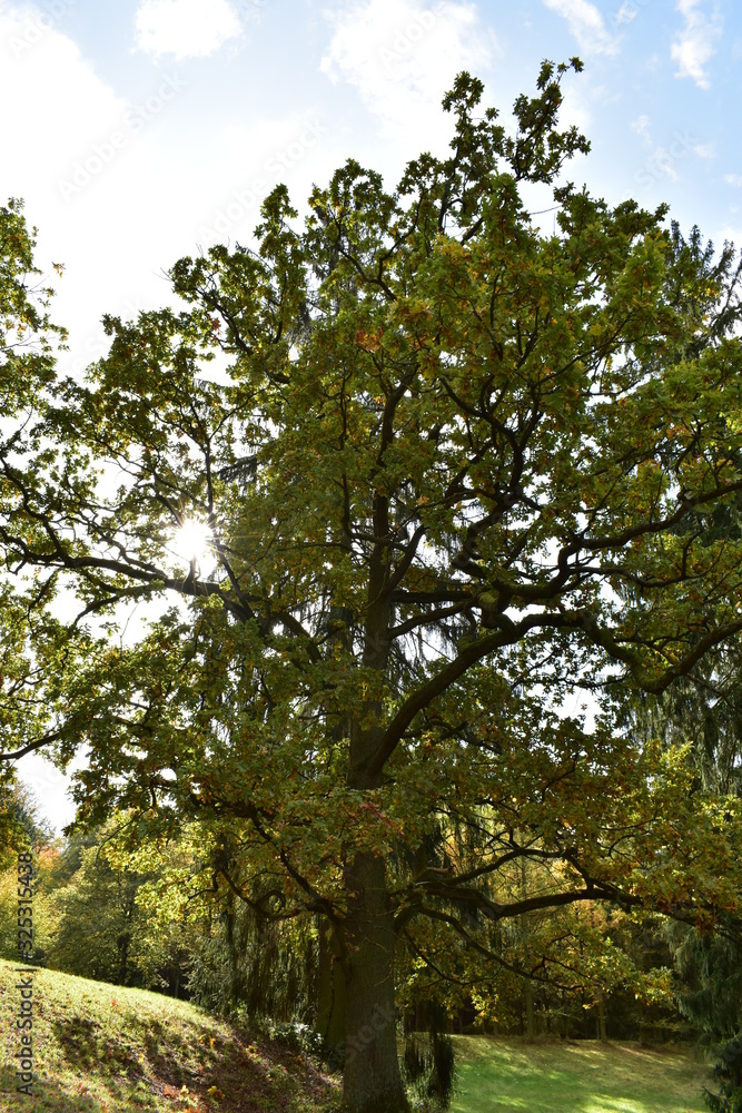 Fototapeta premium Baum