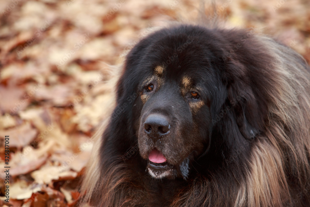 Fototapeta premium Dog breed Tibetan mastiff