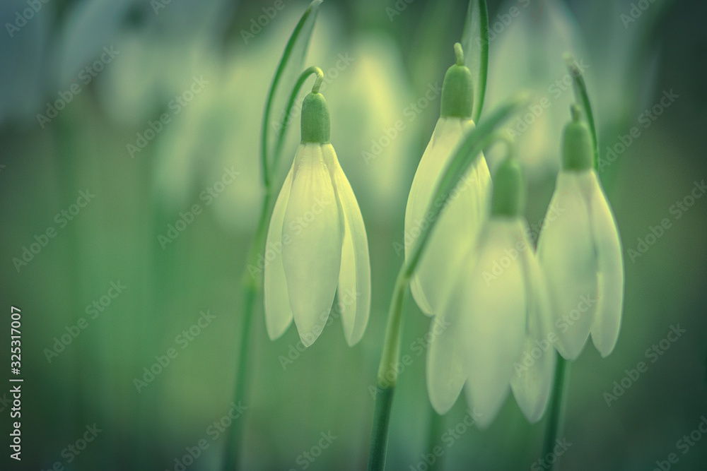 Fototapeta premium Schneeglöckchen
