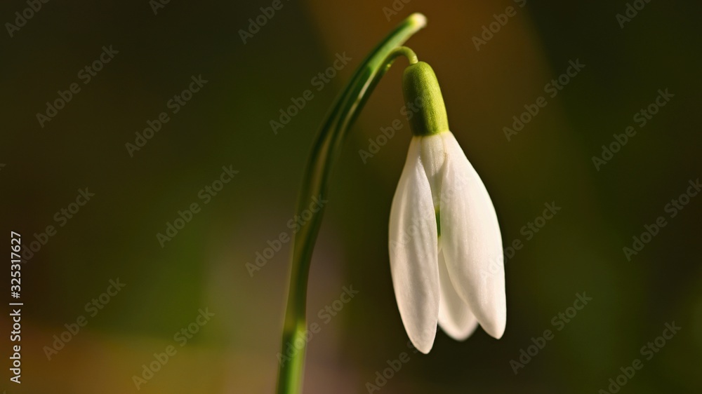 Snowdrops spring flowers. Beautifully blooming in the grass at sunset. Delicate Snowdrop flower is one of the spring symbols. (Amaryllidaceae - Galanthus nivalis) Snowdrops spring flowers. Beautifully blooming in the grass at sunset. Delicate Snowdrop flower is one of the spring symbols. (Amaryllidaceae - Galanthus nivalis)