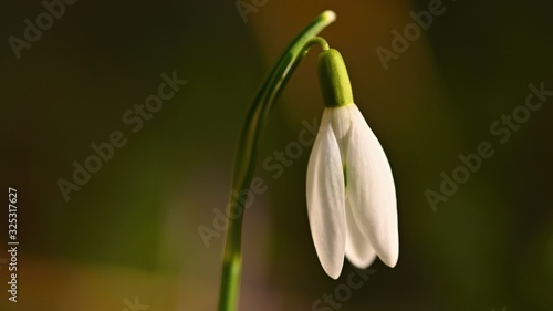 Snowdrops spring flowers. Beautifully blooming in the grass at sunset. Delicate Snowdrop flower is one of the spring symbols.  Amaryllidaceae - Galanthus nivalis 