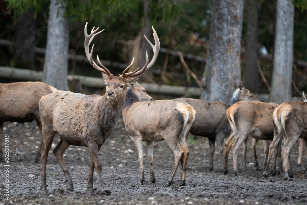 curious brown european deer with beautiful antler at herd in forest curious brown european deer with beautiful antler at herd in forest