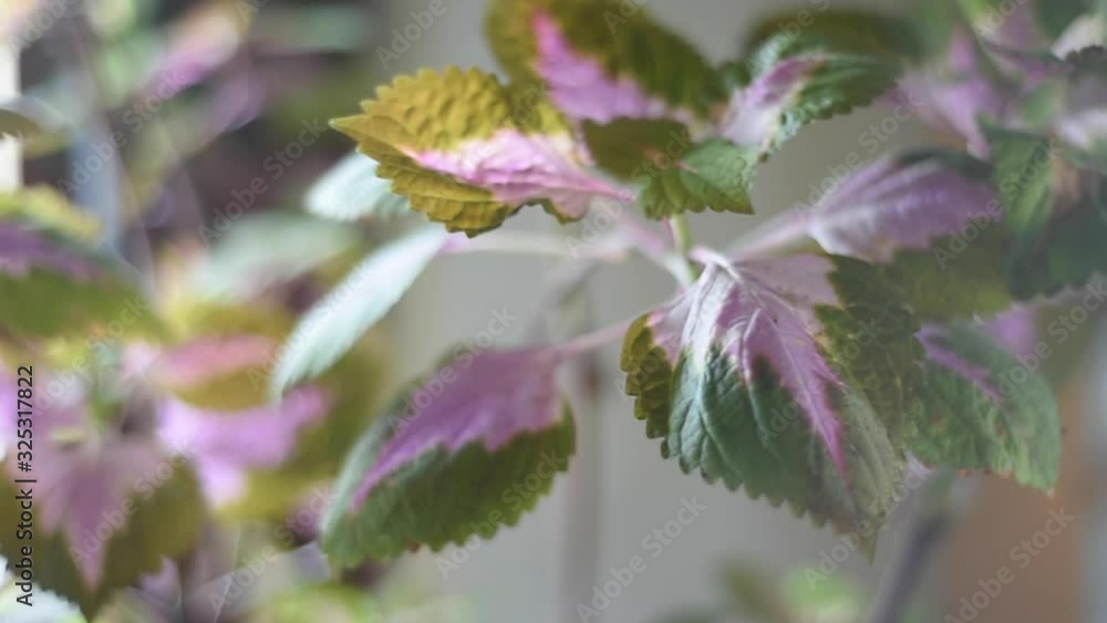 Closeup of coleus leaves with short focal depth Closeup of coleus leaves with short focal depth