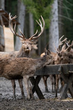brown european deers with huge antlers standing at feeding trough in austrian forest