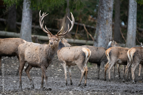 Fototapeta Naklejka Na Ścianę i Meble -  curious brown european deer with beautiful antler at herd in forest