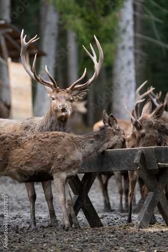 Fototapeta Naklejka Na Ścianę i Meble -  brown european deers with huge antlers standing at feeding trough in austrian forest
