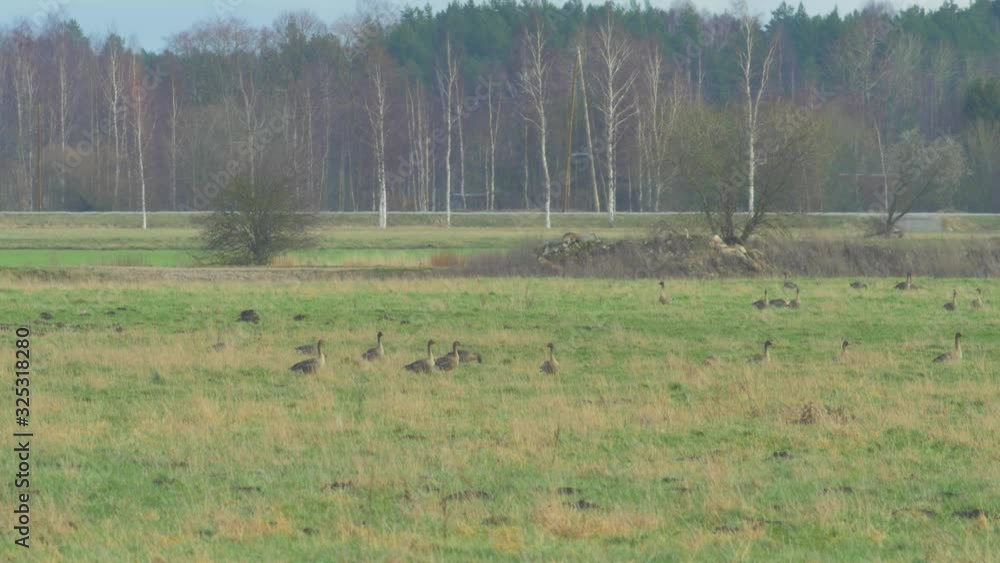 Large tundra bean goose (Anser serrirostris) group resting and walking slow in a green grassland during migration season, medium shot from a distance Large tundra bean goose (Anser serrirostris) group resting and walking slow in a green grassland during migration season, medium shot from a distance