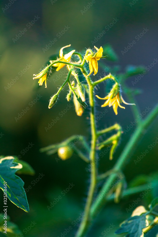 Bright yellow flowers of tomatoes Bright yellow flowers of tomatoes