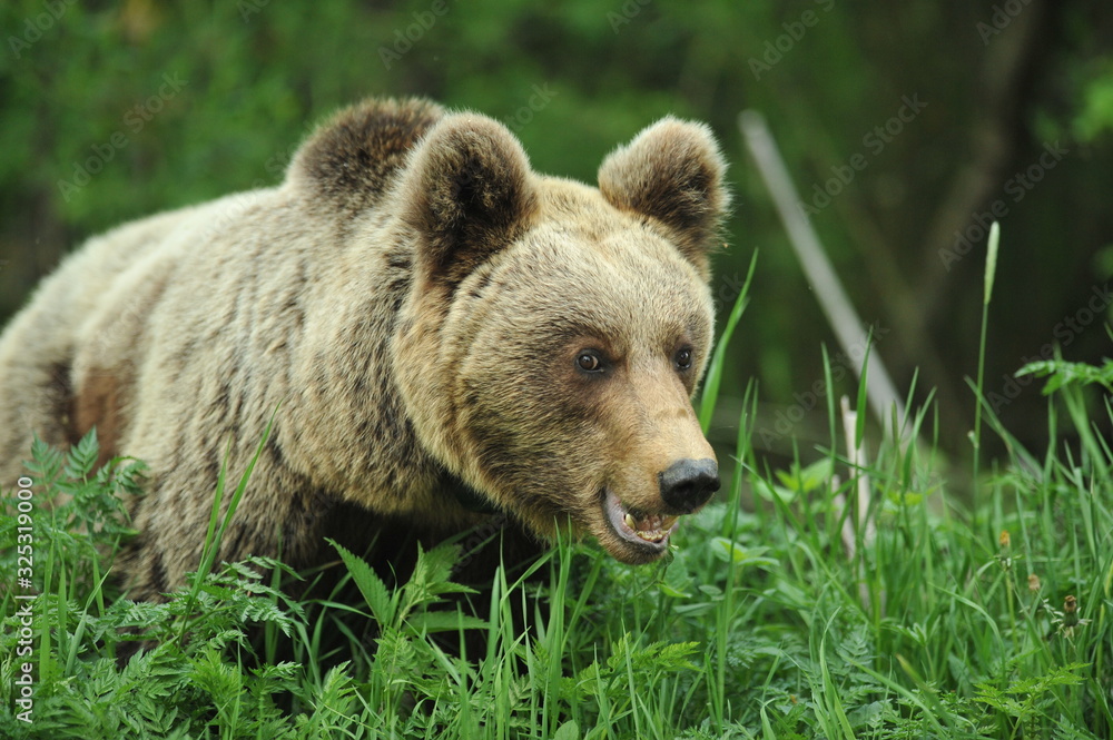A brown bear in the green forest. Big Brown Bears animal. Ursus arctos. A brown bear in the green forest. Big Brown Bears animal. Ursus arctos.